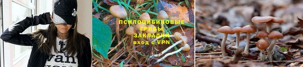 прущие грибы Дмитров
